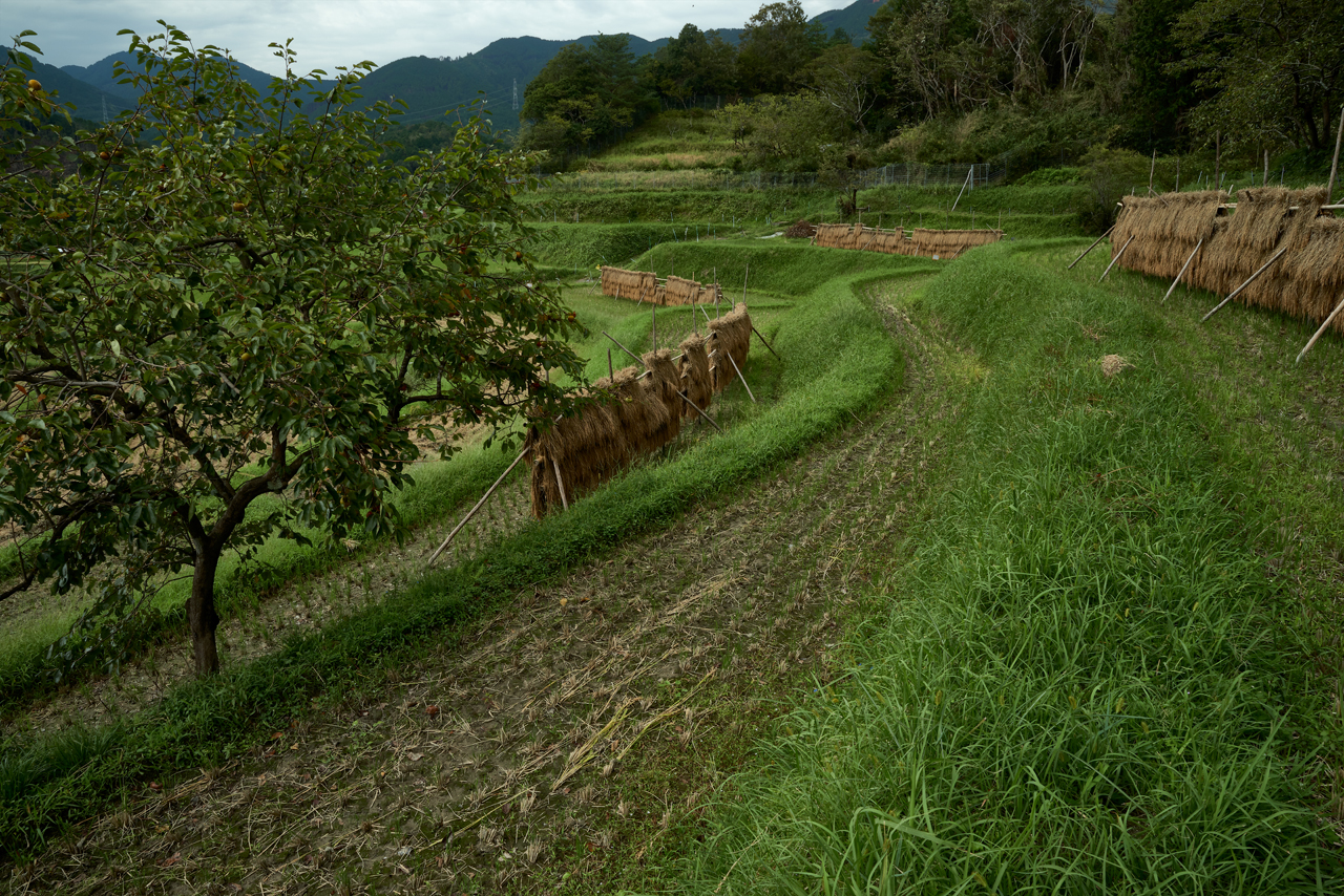 �[�Ă����Ă�